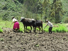 Pflügen - Ecuador